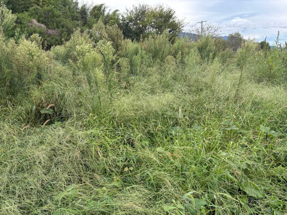 草刈り前。背丈を超える草が一面に生い茂った土地